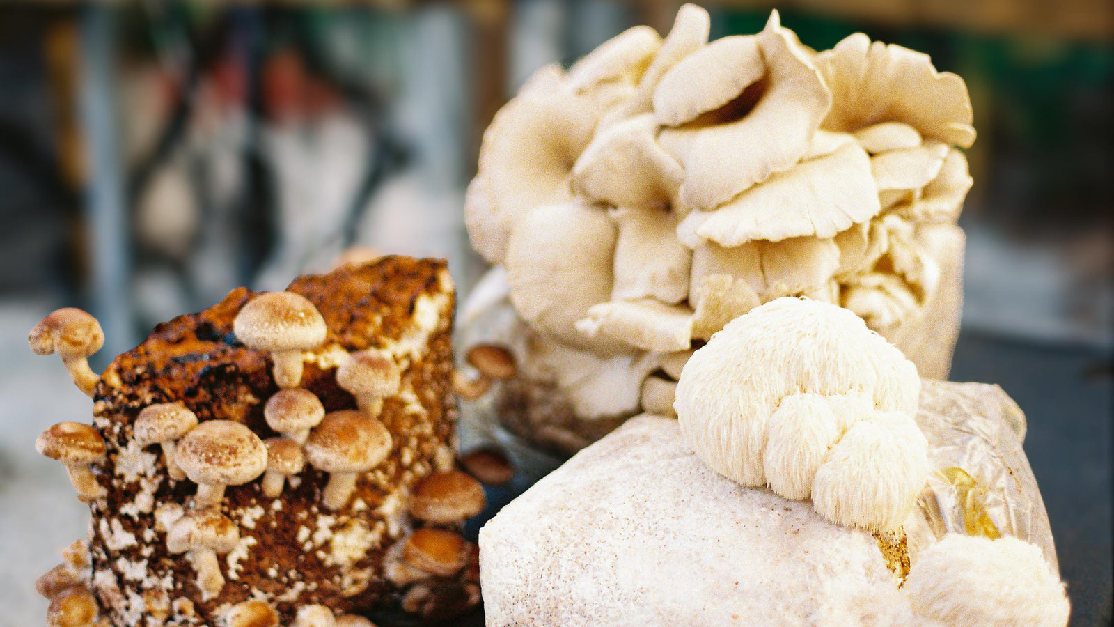 8 erros a não fazer com o seu kit DIY de cultivo de cogumelos a partir de borras de café