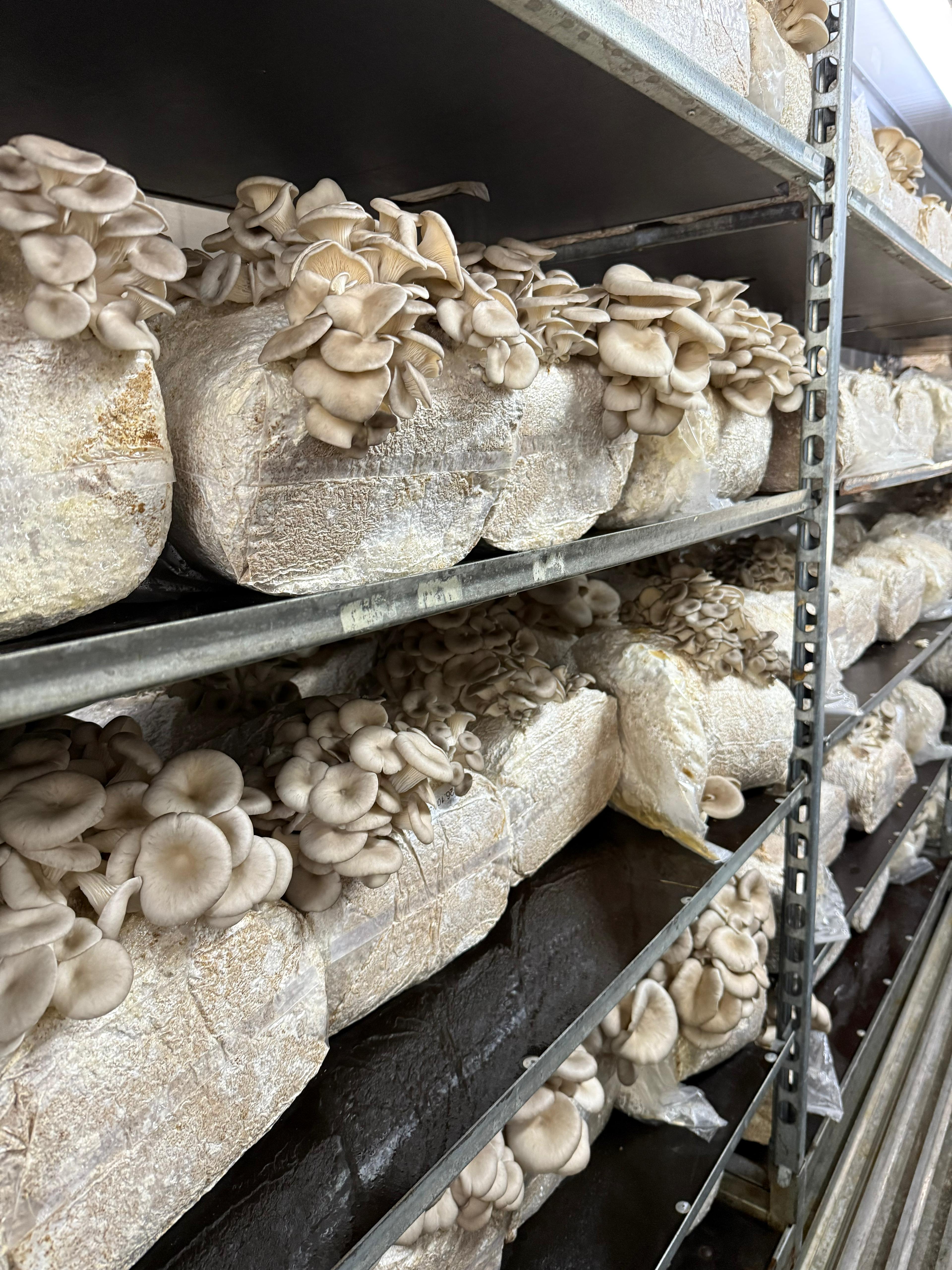 Como a indústria alimentar está a evoluir — e porque a mudança é urgente