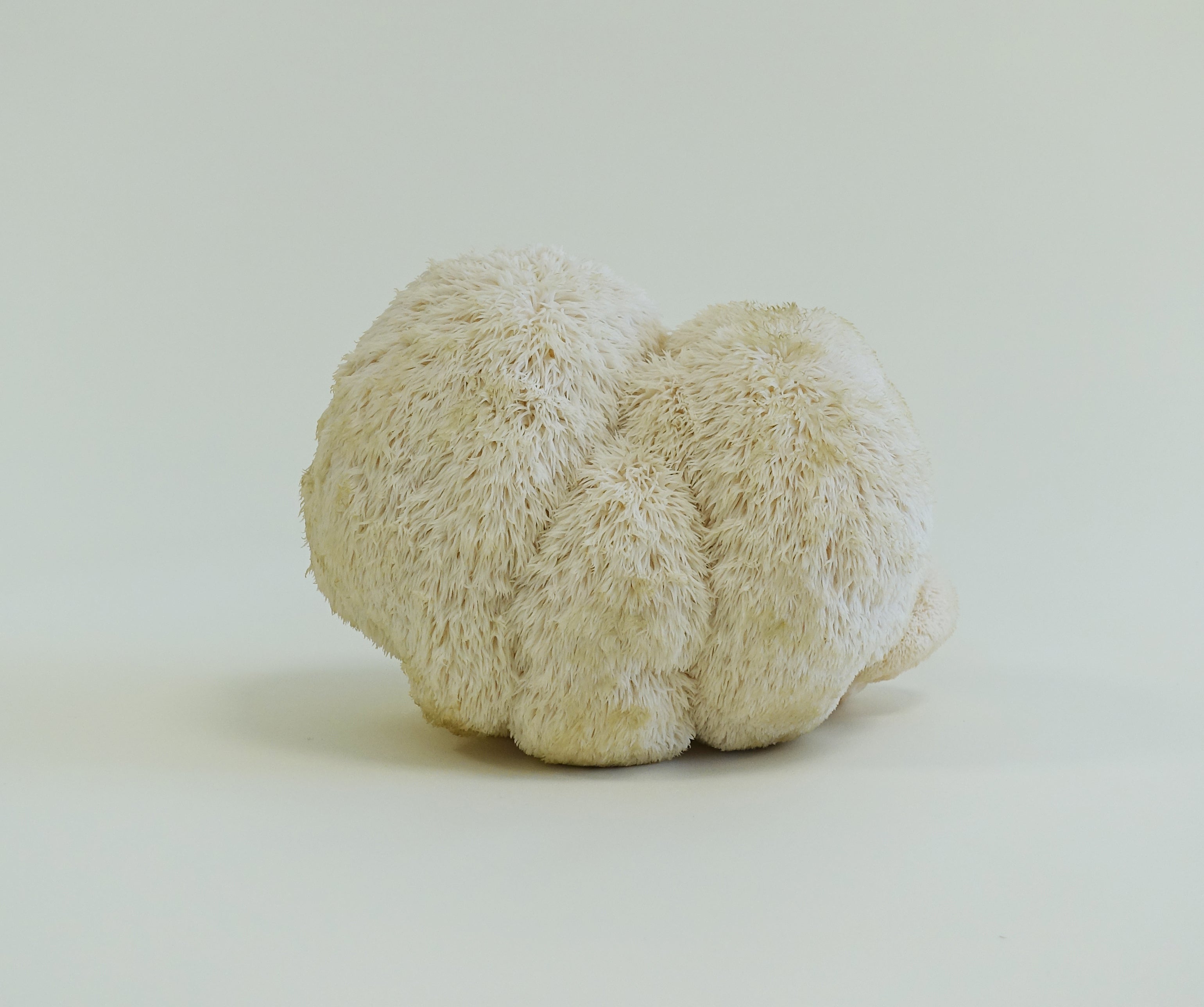Desvendar o poder do cogumelo Lion's Mane: Um estimulante natural do cérebro