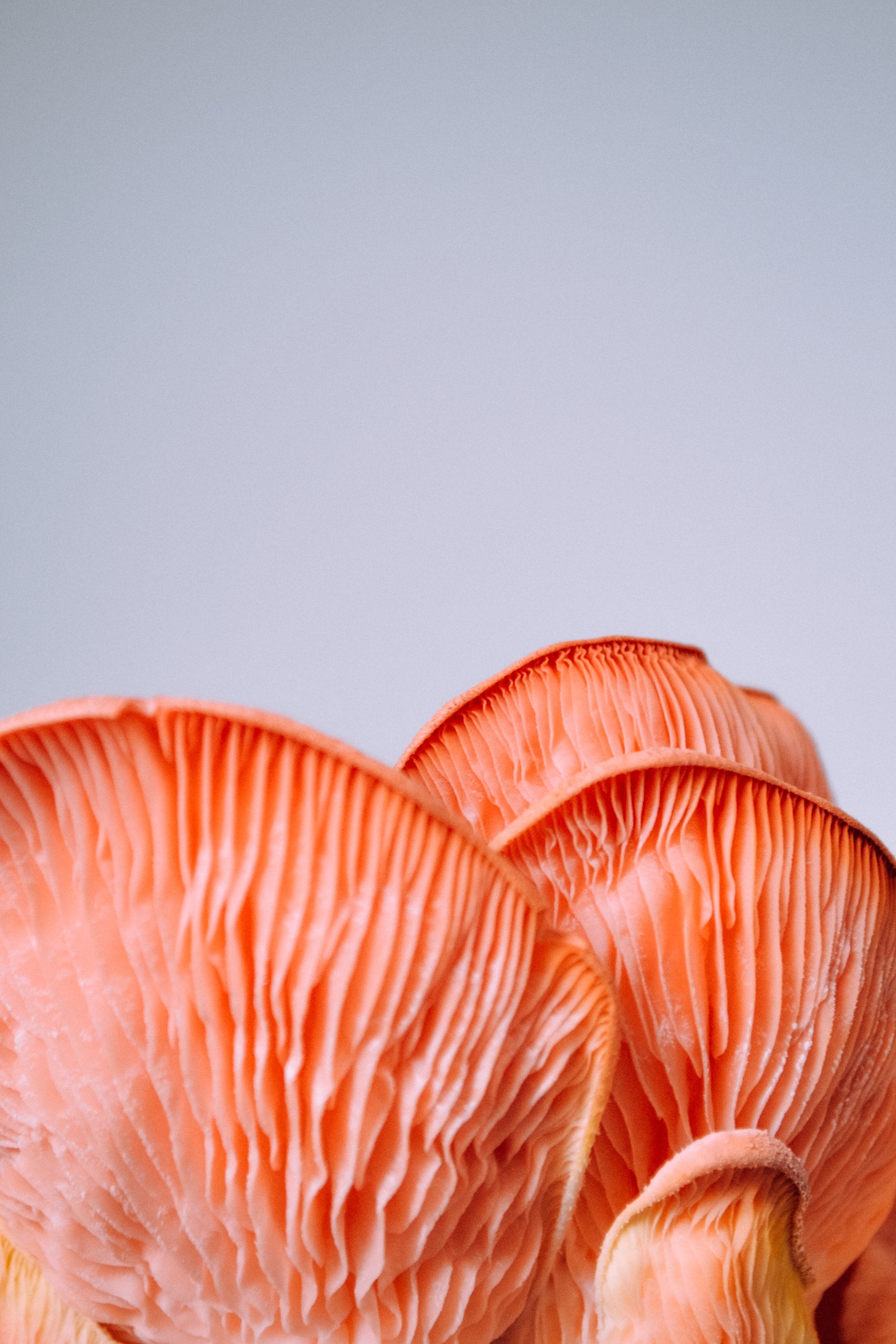 cogumelos, cogumelos ostra, oyster mushrooms, produzir cogumelos, economia circular, borra de café, delta, urban farm, economia circular