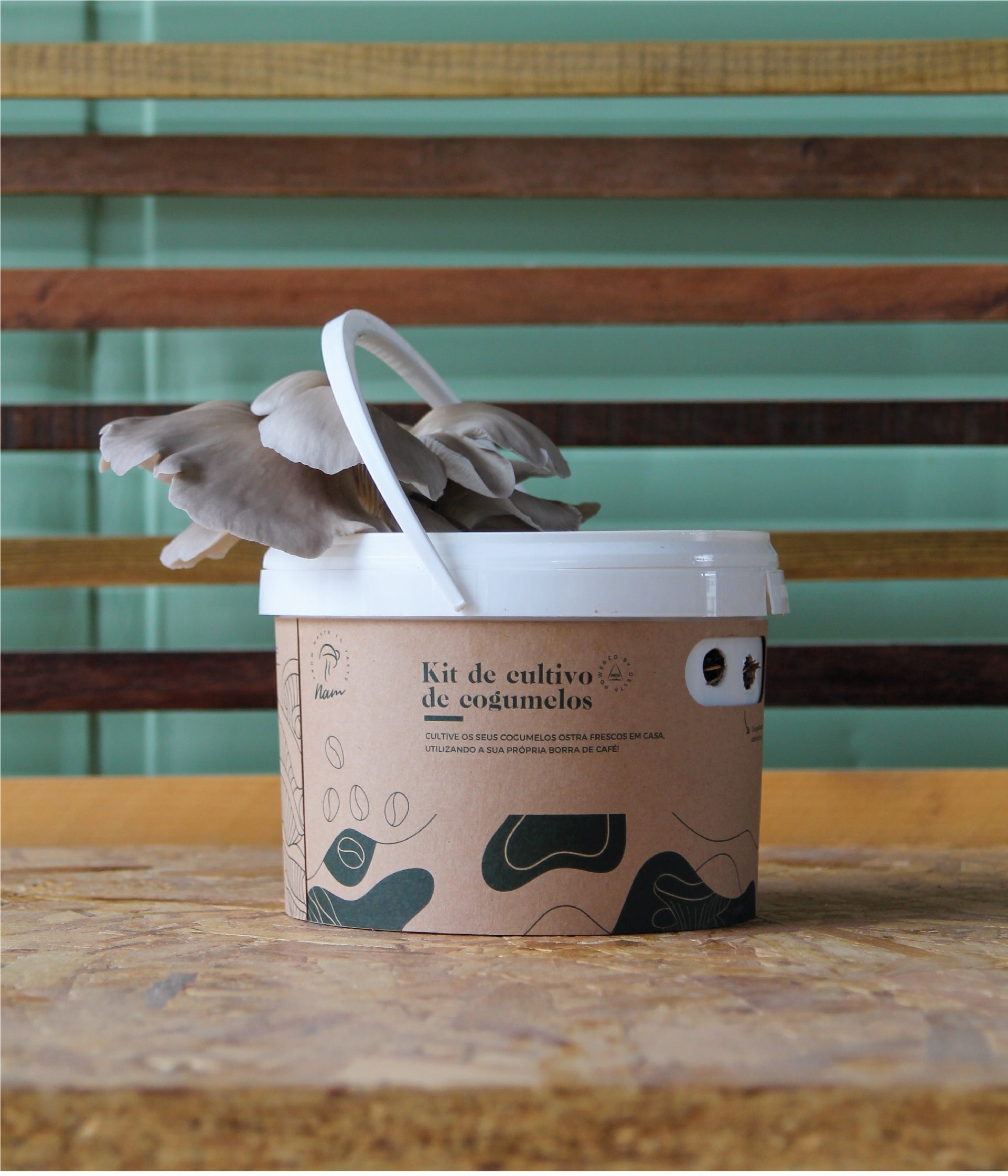 DIY Grow Kit, oyster mushrooms, cogumelos, economia circular, borra de café, delta