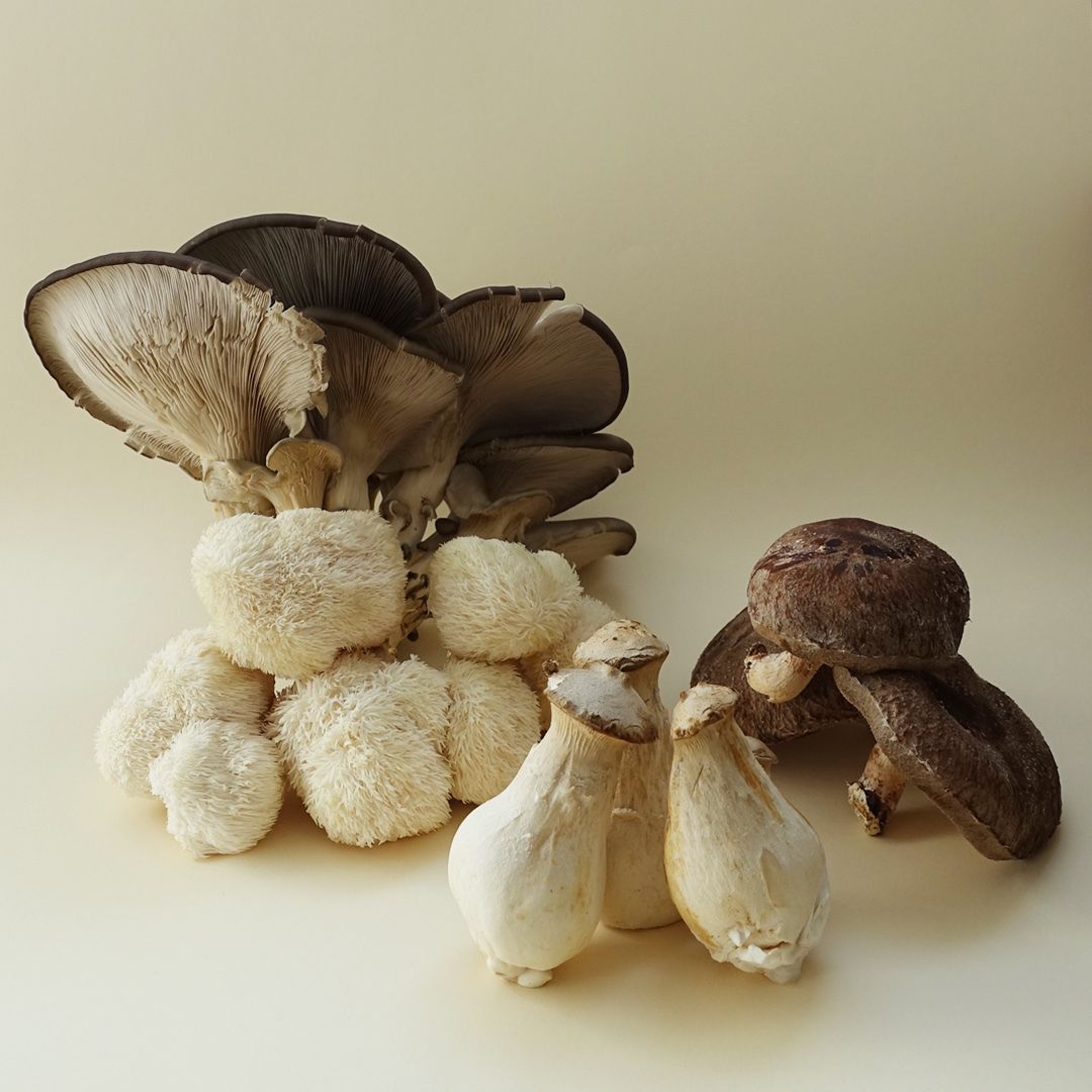 Urban Mushroom Farm Tour - Cascais