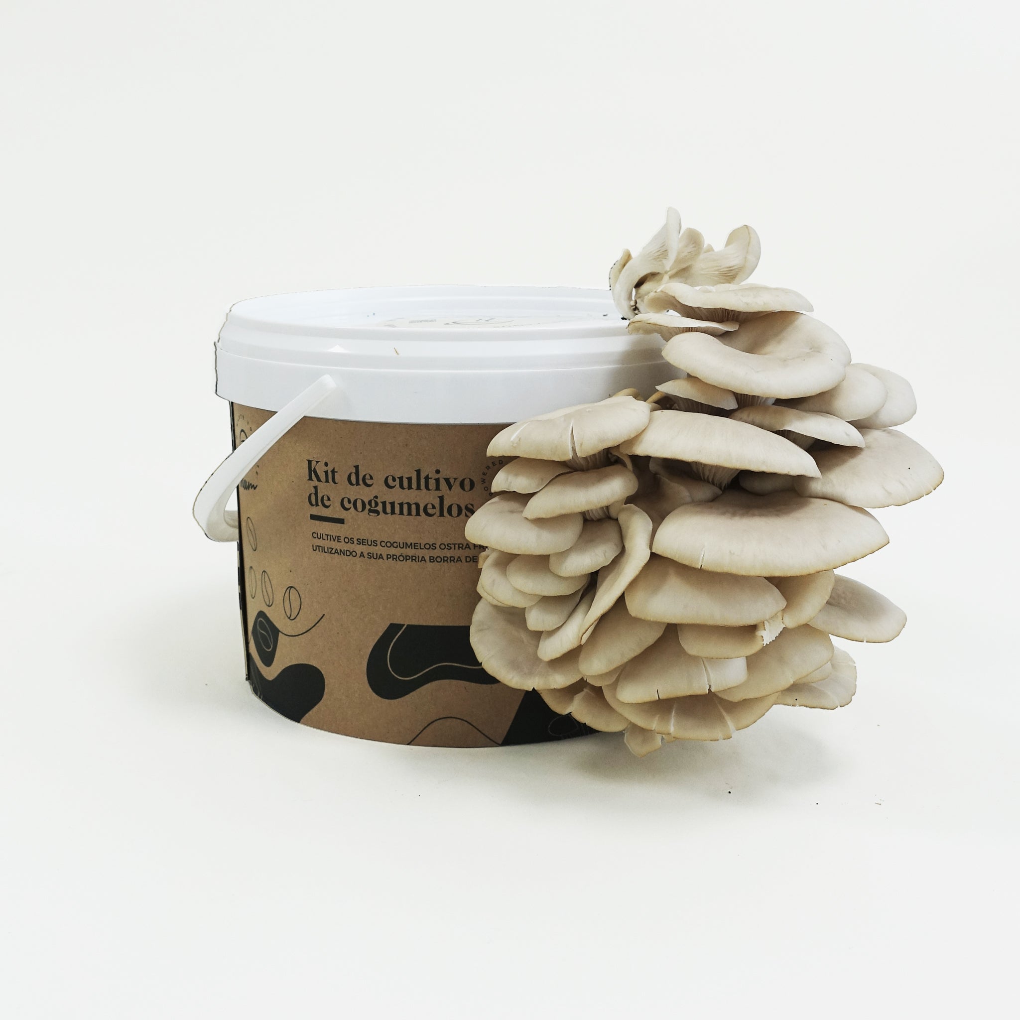 DIY Kit - Cogumelo Pleurotus