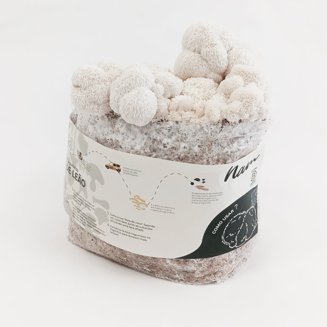 Grow Kit Juba de Leão | Edição Especial