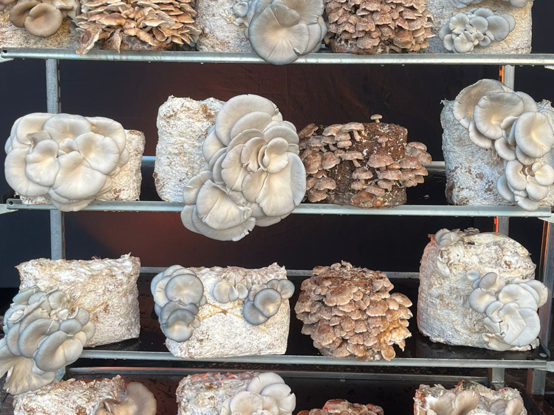 Visita guiada a uma quinta urbana de cogumelos - Lisboa