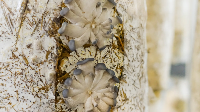 Resiliência, a palavra que todos devemos aprender