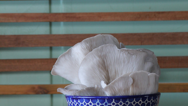 Por que razão comer cogumelos ostra é bom para o ambiente?