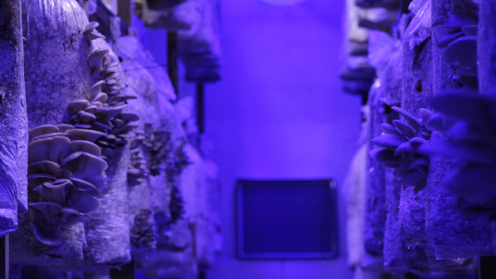 A alimentação, o ambiente, e a nossa mente