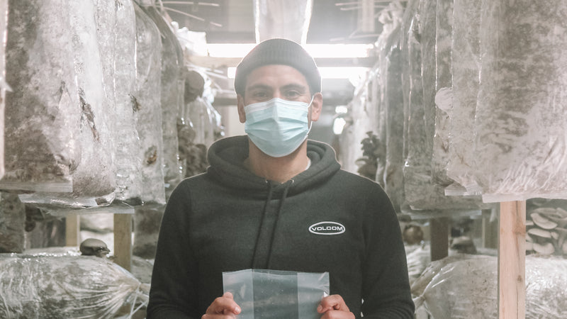 produzir cogumelos, cogumelos, plástico, mushrooms, plastic, mushroom production, lisbon, lisboa, oyster mushrooms, sustainability, circular economy, economia circular