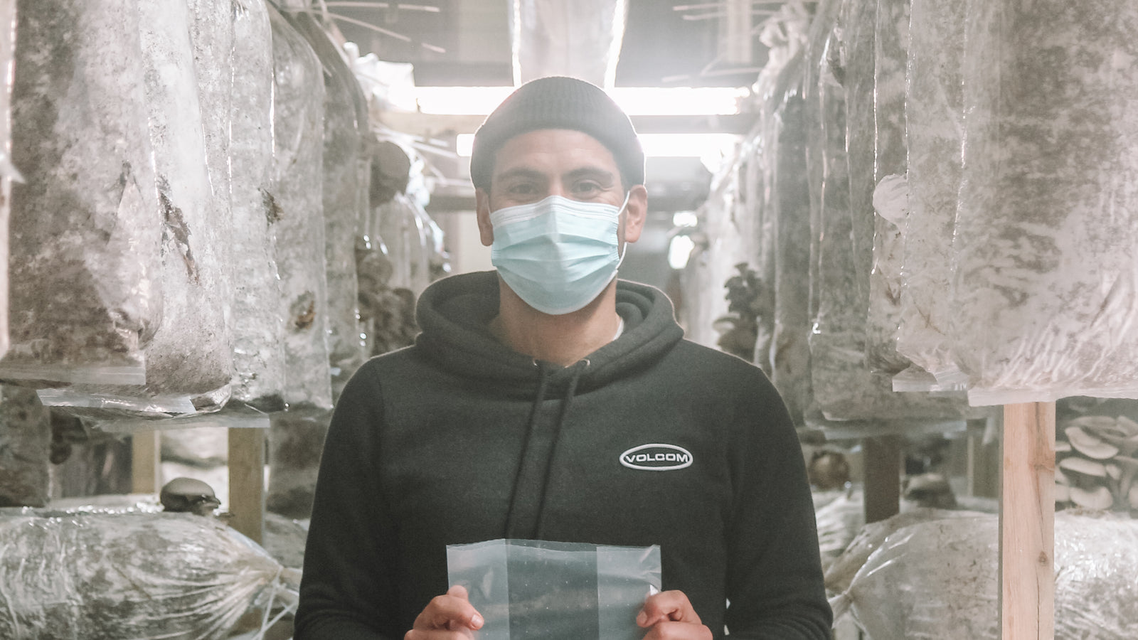 produzir cogumelos, cogumelos, plástico, mushrooms, plastic, mushroom production, lisbon, lisboa, oyster mushrooms, sustainability, circular economy, economia circular