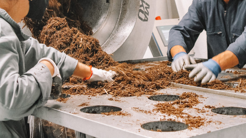 produção de cogumelos, cogumelos, oyster mushrooms, urban farm, quinta urbana, marvila, lisboa, mushroom production, cogumelos ostra, quinta, economia circular, circular economy