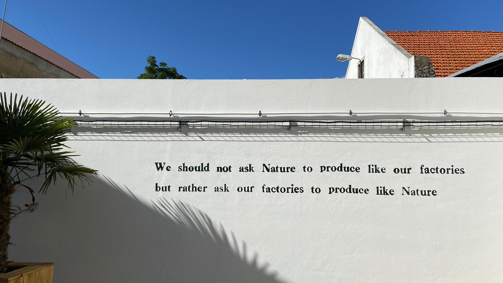 cogumelos, cogumelos ostra, oyster mushrooms, produzir cogumelos, economia circular, borra de café, delta