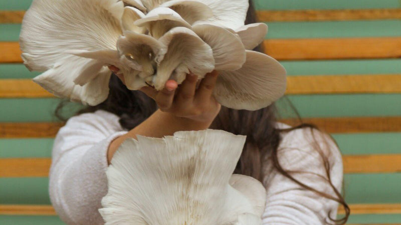 Construir comunidades através da alimentação sustentável