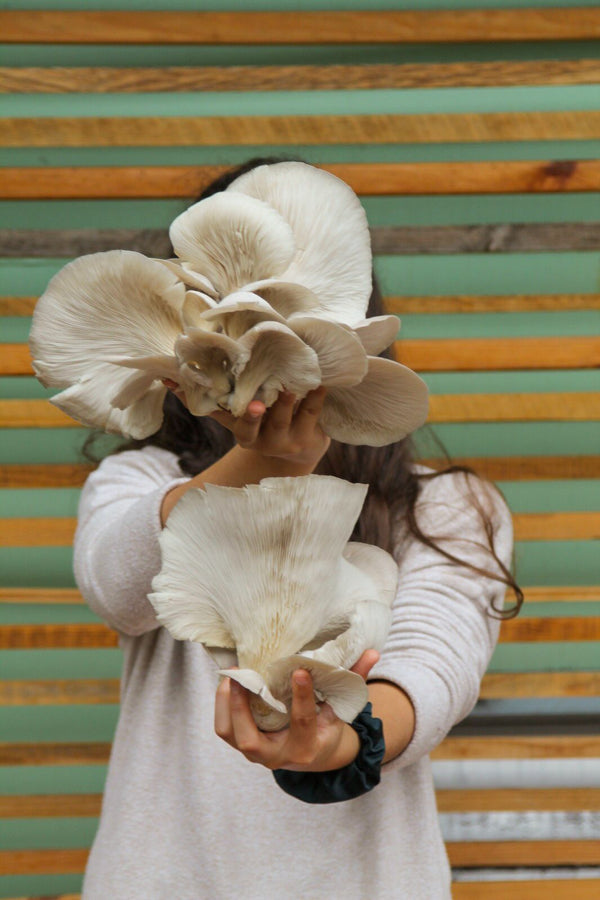 Construir comunidades através da alimentação sustentável