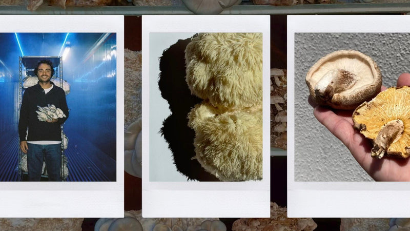 Nãm Mushrooms: Our 2024 Annual Impact & Sustainability Report