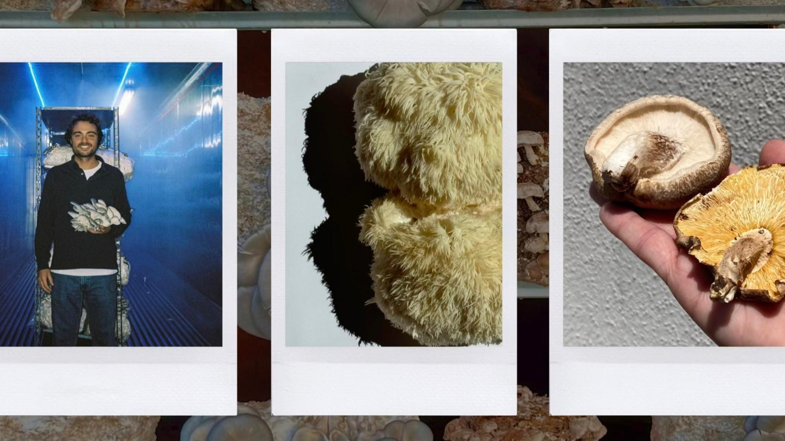 Nãm Mushrooms: Our 2024 Annual Impact & Sustainability Report