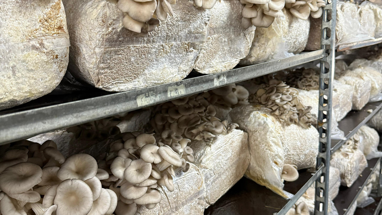 Como a indústria alimentar está a evoluir — e porque a mudança é urgente