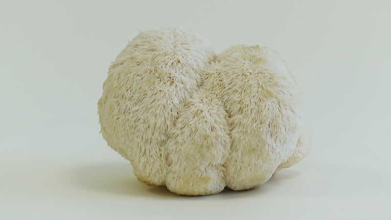 Desvendar o poder do cogumelo Lion's Mane: Um estimulante natural do cérebro