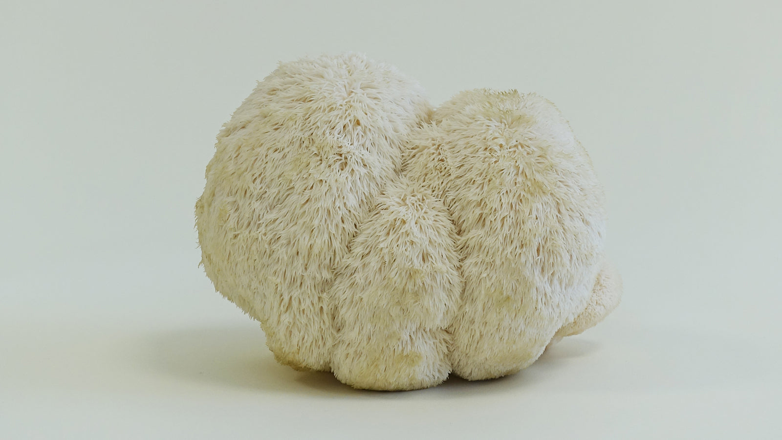 Desvendar o poder do cogumelo Lion's Mane: Um estimulante natural do cérebro