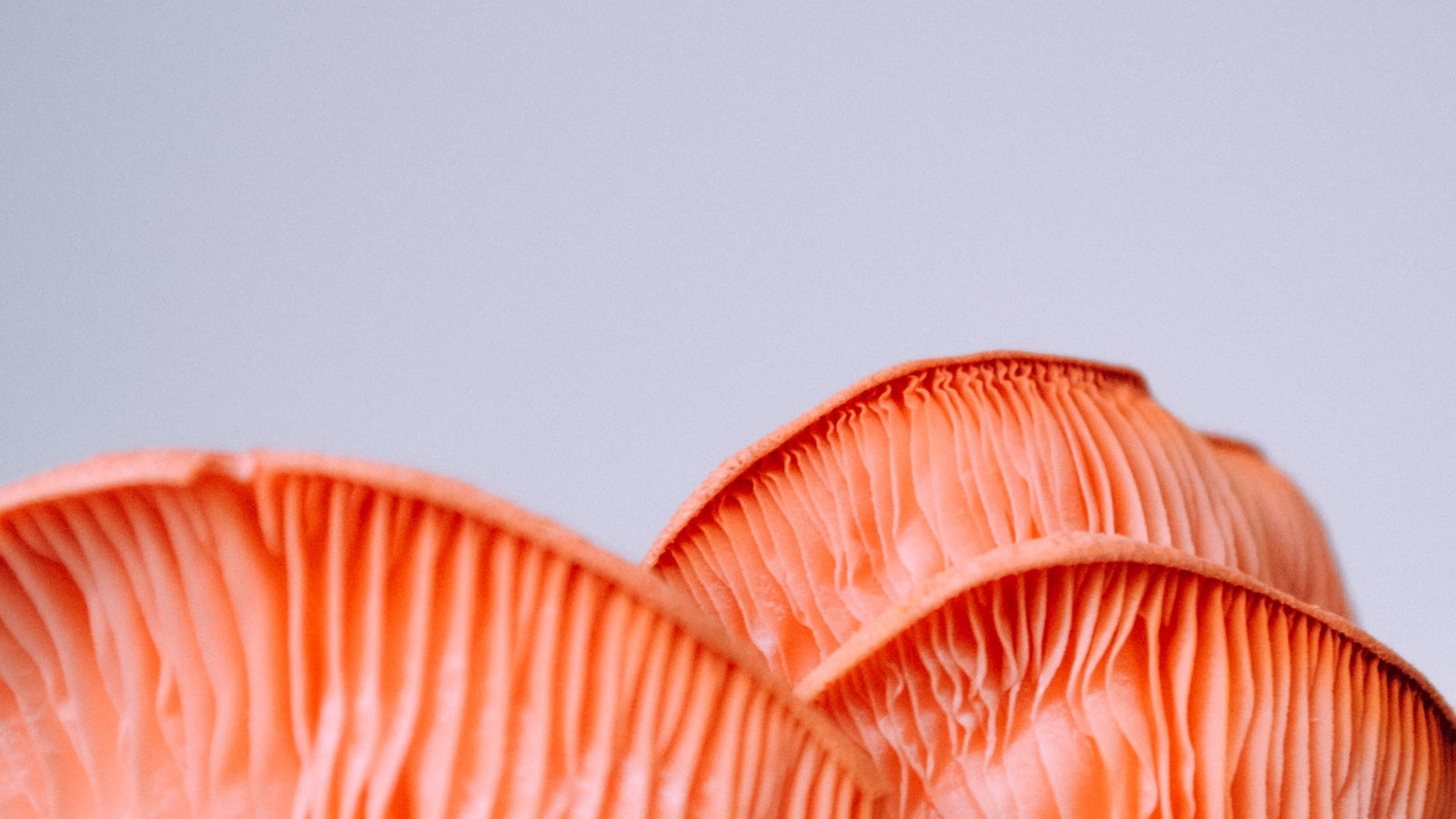 cogumelos, cogumelos ostra, oyster mushrooms, produzir cogumelos, economia circular, borra de café, delta, urban farm, economia circular