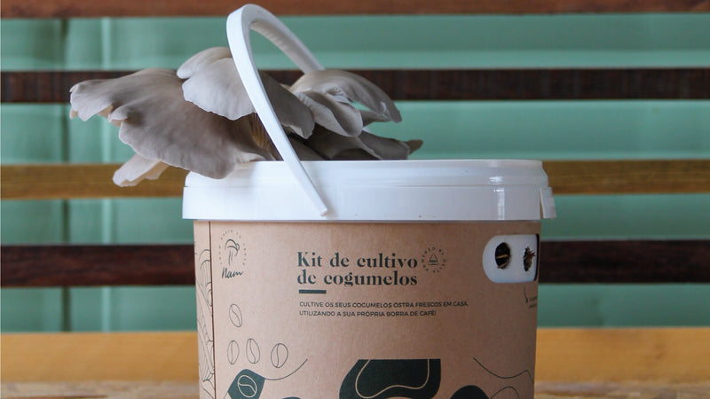 DIY Grow Kit, oyster mushrooms, cogumelos, economia circular, borra de café, delta