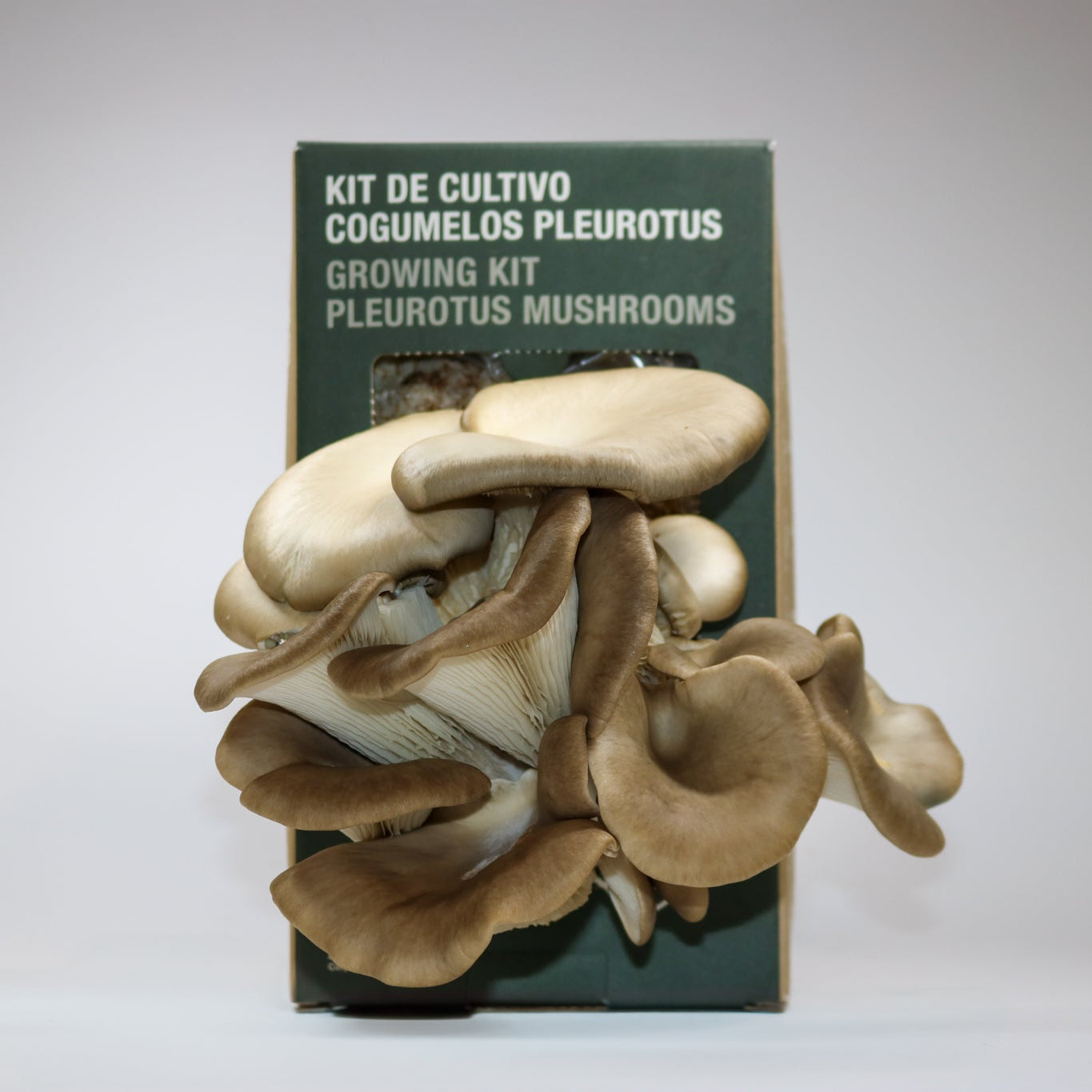 Grow Kit - Cogumelo Pleurotus