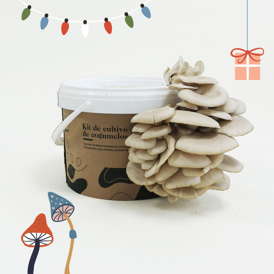 DIY Kit - Cogumelo Pleurotus