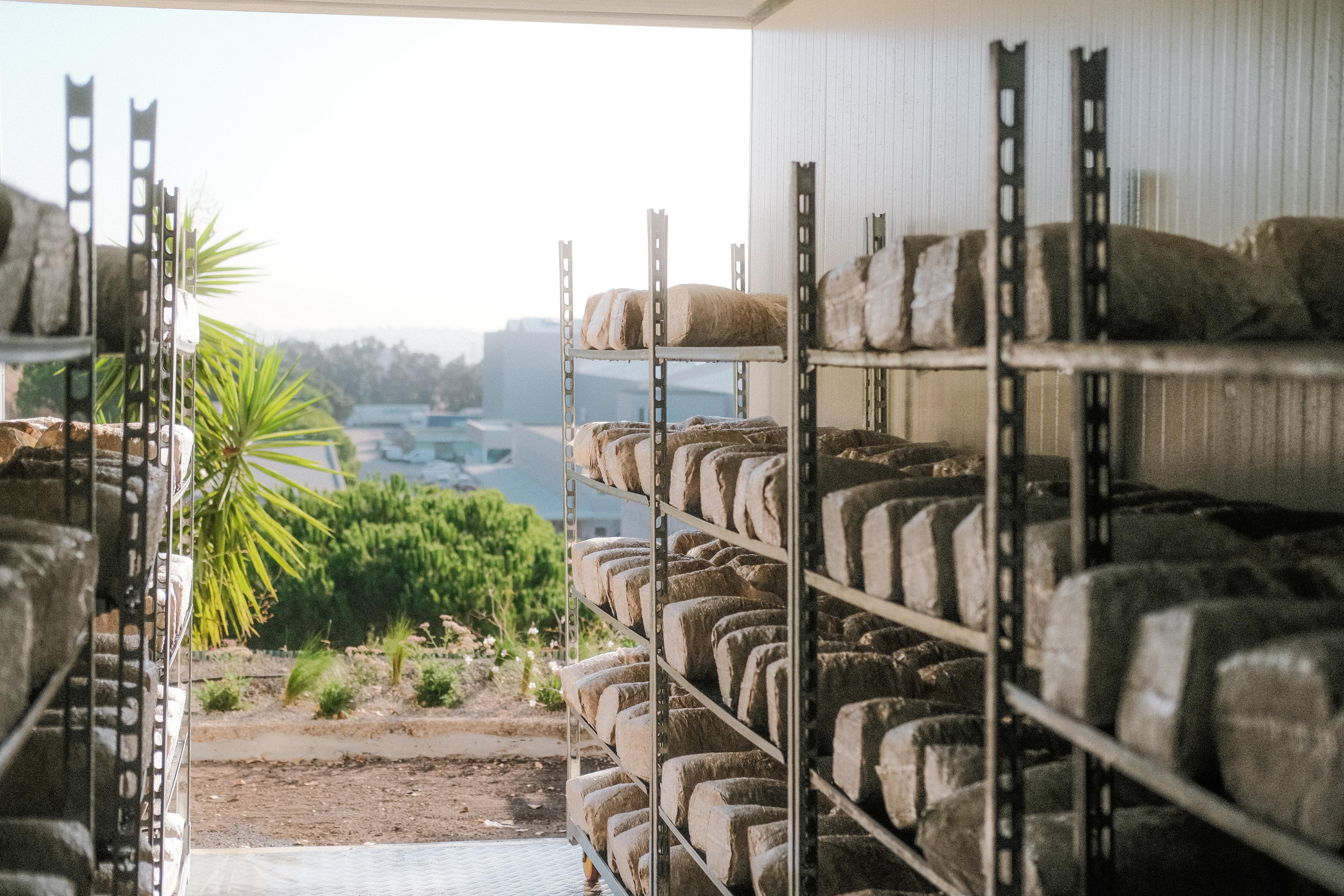 COMING SOON - Urban Mushroom Farm Tour - Lisboa
