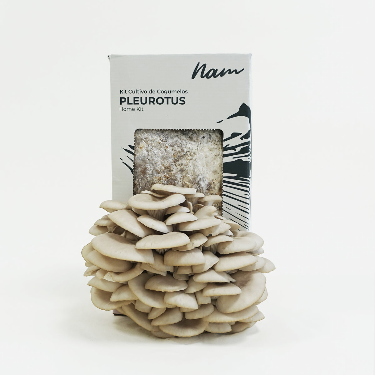 Tronco produtor de cogumelos Shiitake. Colete seus cogumelos em casa —  Plantamus Nursery online